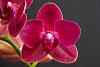 Hello from Southern California-noid-red-phal-jpg