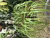 Can I encourage Maxillaria tenuifolia to grow from the base?-3c7759de-de10-499b-85a6-d9b15c472d7a-jpg