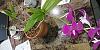 What kind of orchid?-20191019_083306-jpg