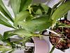 HELP! Cattleya Leaves are wrinkling and shriveling but growing healthy new roots.???-20190929_145532-jpg
