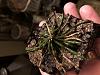chiloschista usneoides - cool leafless orchid - new growth-638ae4cc-b869-4d46-845d-88a69ea3df2c-jpg