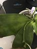Phalaenopsis Sameria var. cuguular with leaf spotting-img_9888-jpg