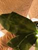 Phalaenopsis Sameria var. cuguular with leaf spotting-img_9881-jpg