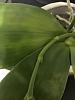 Phalaenopsis Sameria var. cuguular with leaf spotting-img_9887-jpg