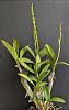 Dendrobium speciosum spike watch...-dfhhhh-jpg