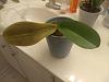 Sick orchid - leaves turned yellow and dropped off after re-potting-signal-attachment-2020-01-20-133948-jpg