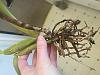 Can this Cattleya with dried roots be saved?-img_9837-jpg