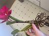 Can this Cattleya with dried roots be saved?-img_9836-jpg