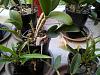 Can this Cattleya with dried roots be saved?-20200204_155910-jpg