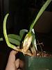 Bulbophyllum rothschildianum repot?-photo_2020-02-07_13-50-36-jpg