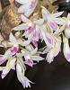 Dendrobium amethystoglossum-img_3316-2-jpg