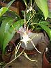 Brsdm Bill Switzer, Maxillaria tenufolia and possible cat bud?-orchids-blooming-001-jpg