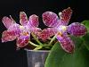 Phalaenopsis Joey-dsc02652-01-jpg