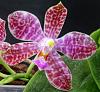 Phalaenopsis Joey-dsc02653-01-jpg