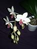 Phal. NoID White Multiflora with Pink Lip-white-phal-2nd-copy-jpg