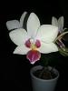 Phal. NoID White Multiflora with Pink Lip-white-plal-flower-copy-jpg
