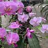 3 Phalaenopsis schilleriana-cafa26ec-f545-4ca2-8959-fd22444cd754-jpg