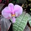3 Phalaenopsis schilleriana-6937f3ad-b23f-4fb5-89db-21722ba2ad1a-jpg