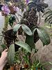 3 Phalaenopsis schilleriana-43a7e3bf-cfb7-421a-be92-0938e330352d-jpg
