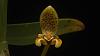 Bulbophyllum monanthum-bulbo-monanthum11-jpg
