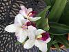 Cattleya with glitching flowers. Is this a virus?-12269f56-680a-43fd-8d55-6bfbdd660374-jpg