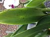 Cattleya with glitching flowers. Is this a virus?-3f5346f9-d02b-485e-b96b-f295062e32cc-jpg