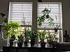 Apartment windowsill growers: show your set ups-apt1-jpg