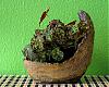 Neos, Erin pots and other plants...-erin-5-jpg