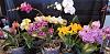 Apartment windowsill growers: show your set ups-orchids-feb-2020-jpg