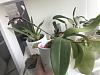 Flower spike on my Phal equestris is too short-img_5580-jpg