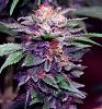 Other Flowers you like-bigger-buds-increase-yield-4-jpg
