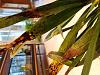 Oncidium Twinkle....or is it a leopard?  Spotted leaves and burnt tips-20200523_202017-jpg