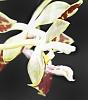 Phalaenopsis sumatrana-dsc00771-01-jpg