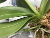 Flower spike stuck in a leaf. Should I cut the spike, leaf or let it be?-1897c87a-96e1-4974-950d-c098f30a2ec6-jpg