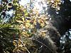 Wild Encyclia tampesis Blooming!-w6-jpg