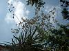 Wild Encyclia tampesis Blooming!-w1-jpg