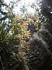 Wild Encyclia tampesis Blooming!-w5-jpg