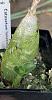 Water after repotting-3834f841-a20b-42e4-abe8-cb4f7340b195-jpg