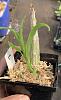 Water after repotting-2026602e-5861-455a-92e2-bf882b2ba453-jpg