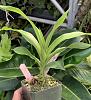Water after repotting-22d3f982-0b2d-48d4-8a76-11abe4dd706a-jpg