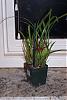 Is my new maxillaria tenufolia healthy?-maxillaria-tenufolia-plant-jpg