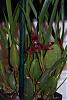 Is my new maxillaria tenufolia healthy?-maxillaria-tenufolia-flower-close-jpg