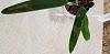 Help!  Tan Splotches on Healthy Cattleya-20200629_093934-jpg