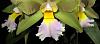 Cattleya flower terminology-waist-region-jpg