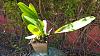 Cattleya warscewiczii var. sanderiana Ecuagenera-cattleya_warscewiczii_svo7179t_20200725_seca_a-jpg