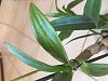 Dendrobium phal leaves yellowing after repot-orchid_2-jpg