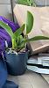 Cattleya bulbs getting wrinkled, new growths skinny-2fda2918-6f17-440c-a4f0-8348916e7512-original-jpg