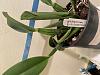 Cattleya bulbs getting wrinkled, new growths skinny-img-8119-jpg