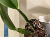 Cattleya bulbs getting wrinkled, new growths skinny-img-8121-jpg