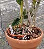 repotting Cattleya-too late in the growth cycle?-img_20200625_130205166-2-jpg